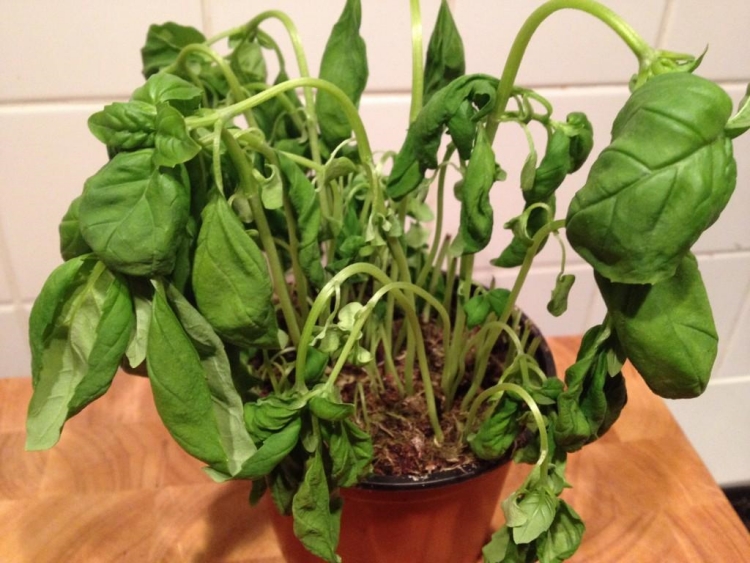 A picture of welting basil leaves in a pot.